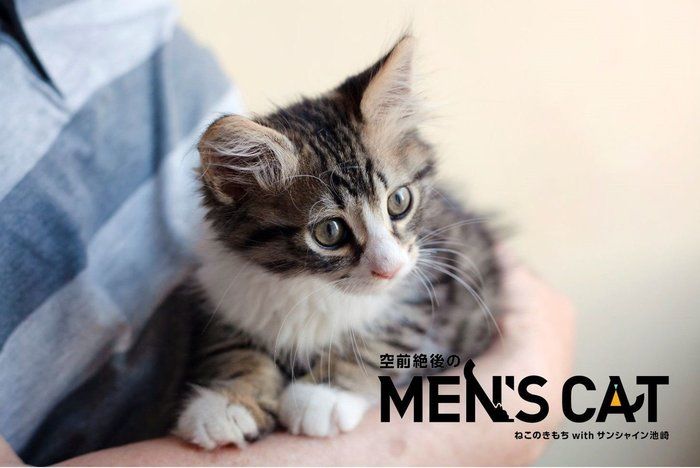 ねこのきもちWEB MAGAZINE