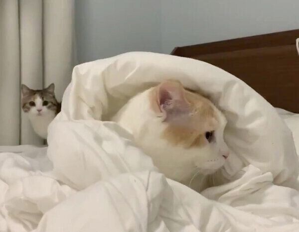 もちくんを背後から見つめるりんちゃん