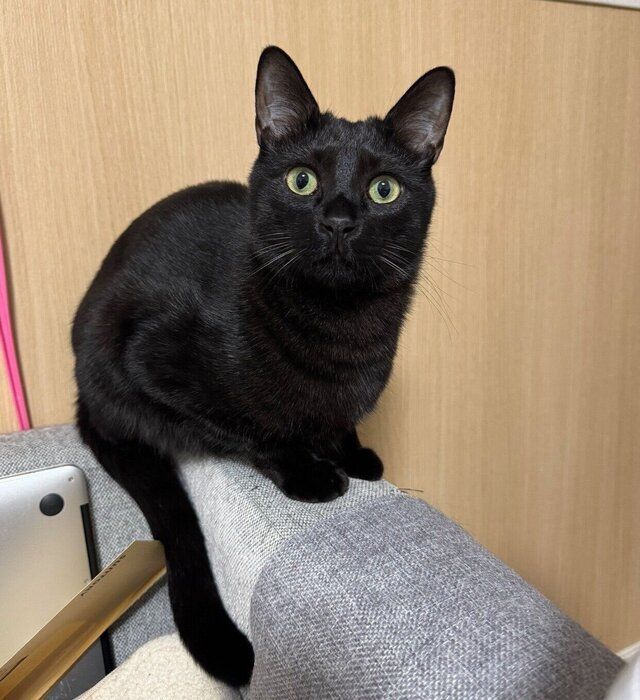 見つめるもんがくん