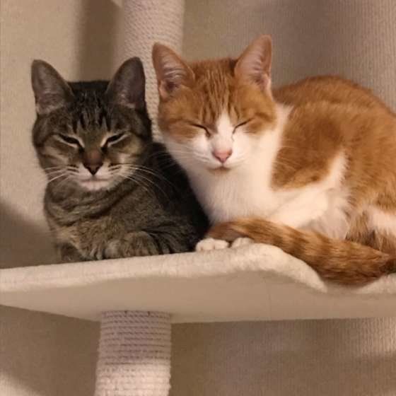 なかよしねこ