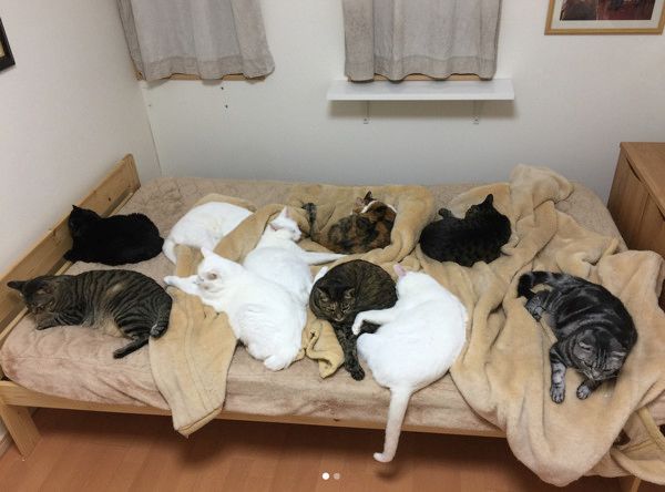 15匹の猫たち