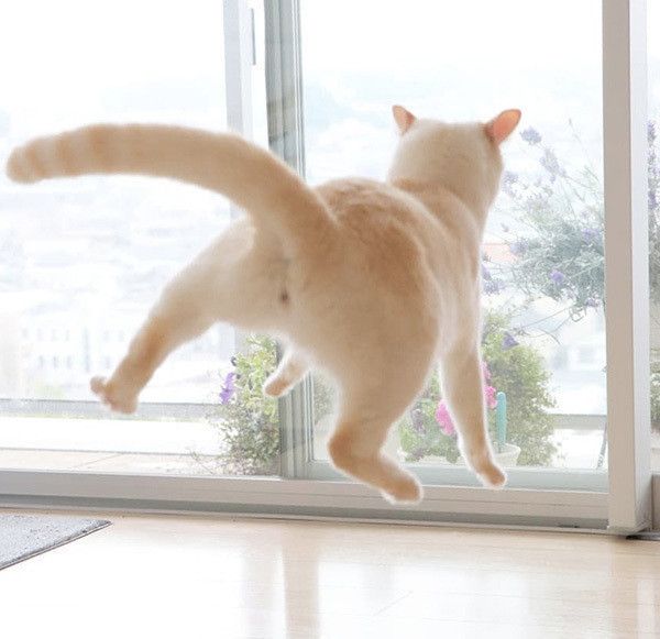 宙を舞う猫