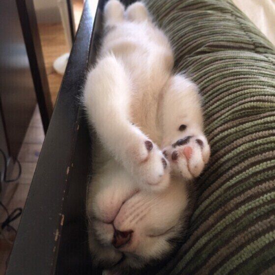 挟まれる猫(MIX、オス)