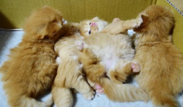 起き上がれない子猫