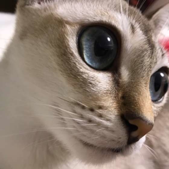 シンガプーラの瞳