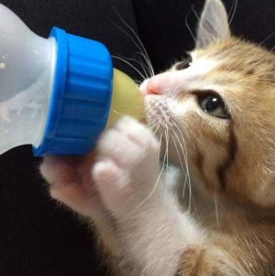 ミルクを飲むけろちゃん