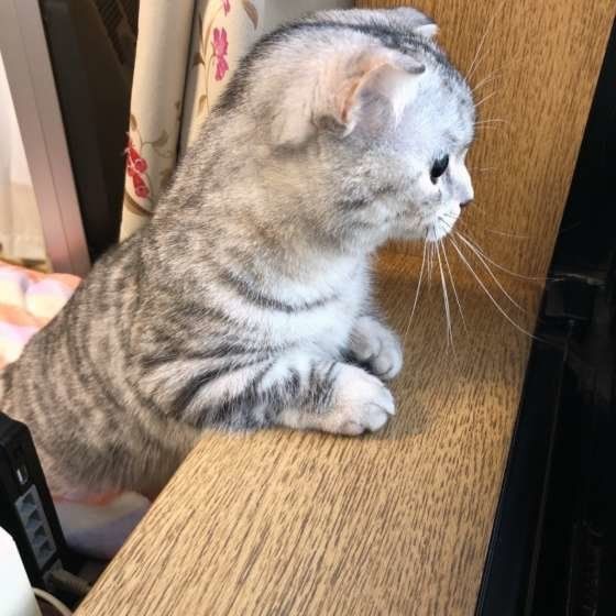 身を乗り出すマンチカン