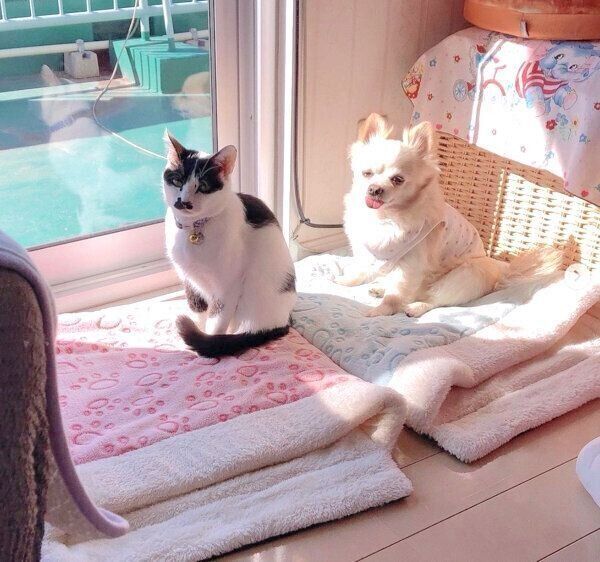 日向ぼっこするウッシーちゃん、ミルクちゃん