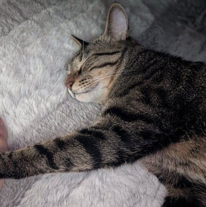 気持ちよさそうに眠るむぎくん