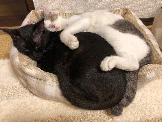 寄り添う猫