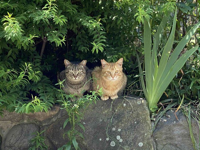 画像提供／猫から目線。