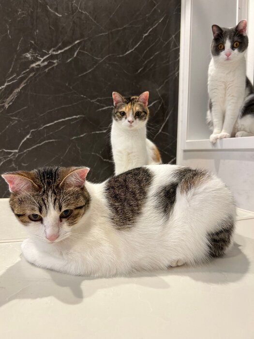 3匹の猫
