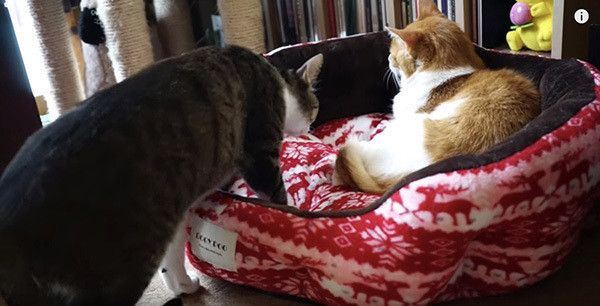 猫団子