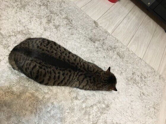 ツチノコポーズで寝る猫