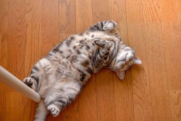 猫は背中に横たわっている