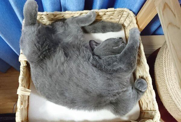 眠る猫