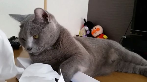 睨む猫