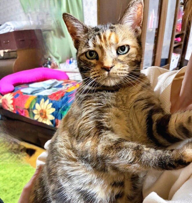 飼い主さんに抱っこしてもらう茶子ちゃん