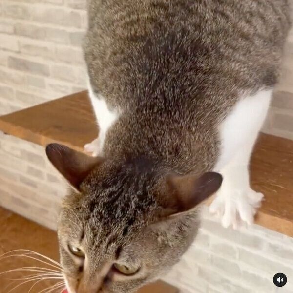 「ちゅ〜る」愛がすごい猫