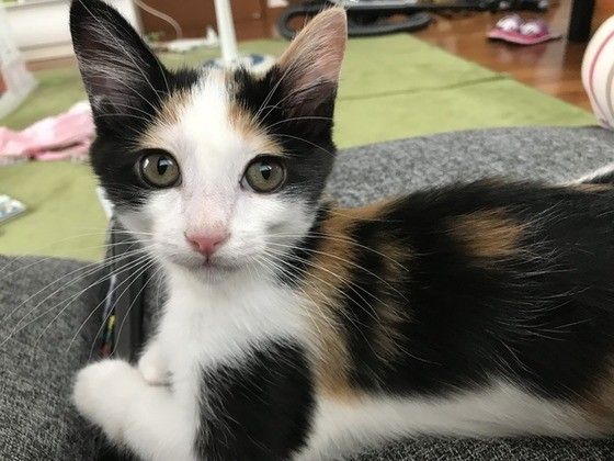 見つめる猫