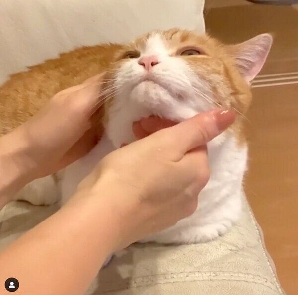 フェイスマッサージをしてもらうきなこちゃん