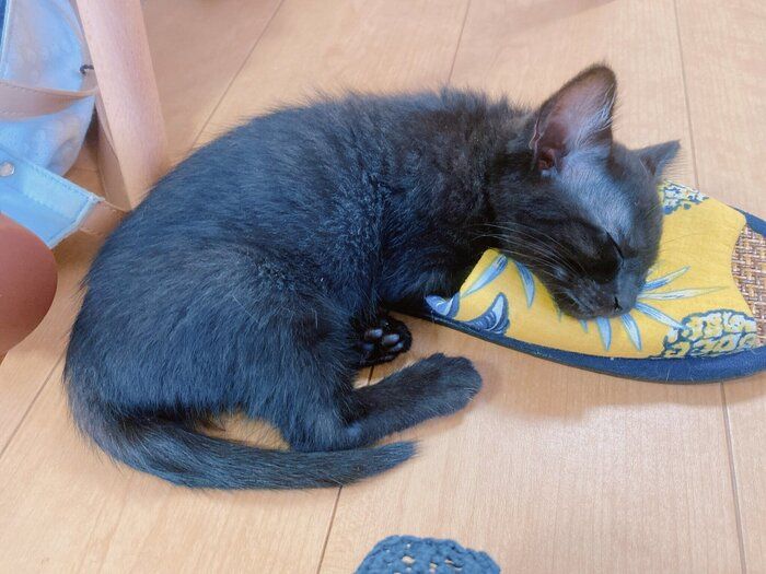 遊び疲れて寝ている子猫