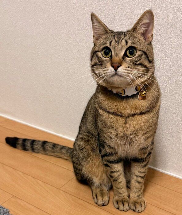 成長したとんこつくん。