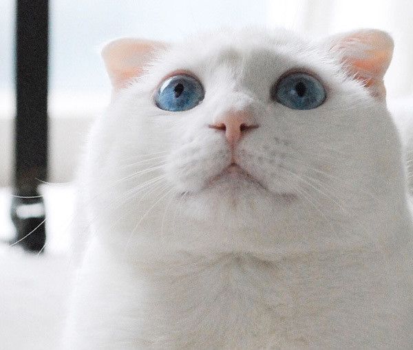 見つめる猫