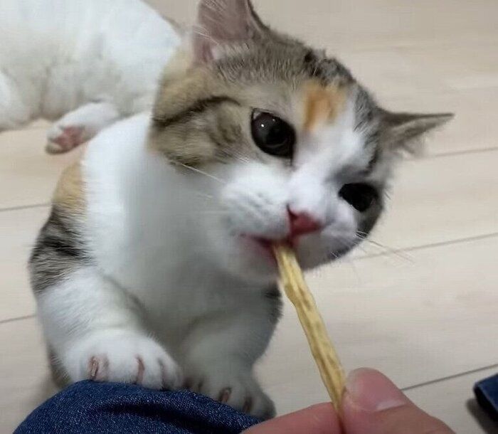 おやつを楽しむりんちゃん
