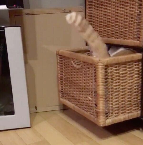 引き出しを開けるちゃろくん