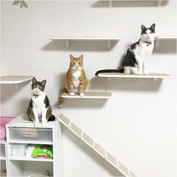 保護猫3兄弟