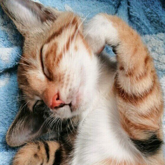 眠る猫