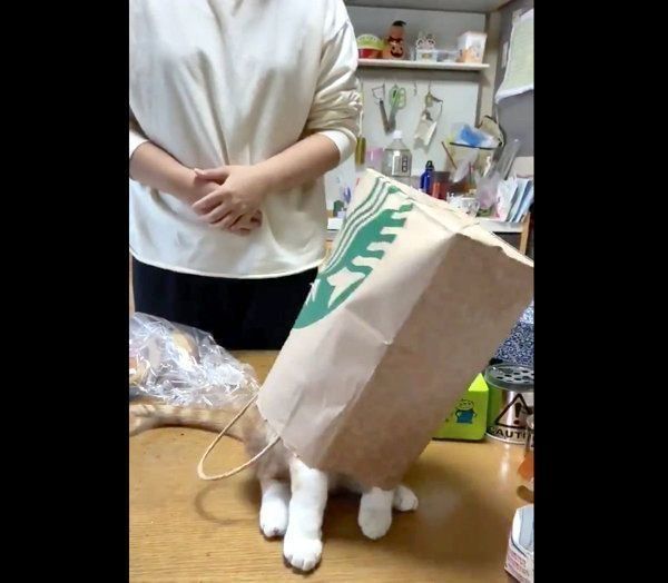 紙袋をかぶったちくわちゃん