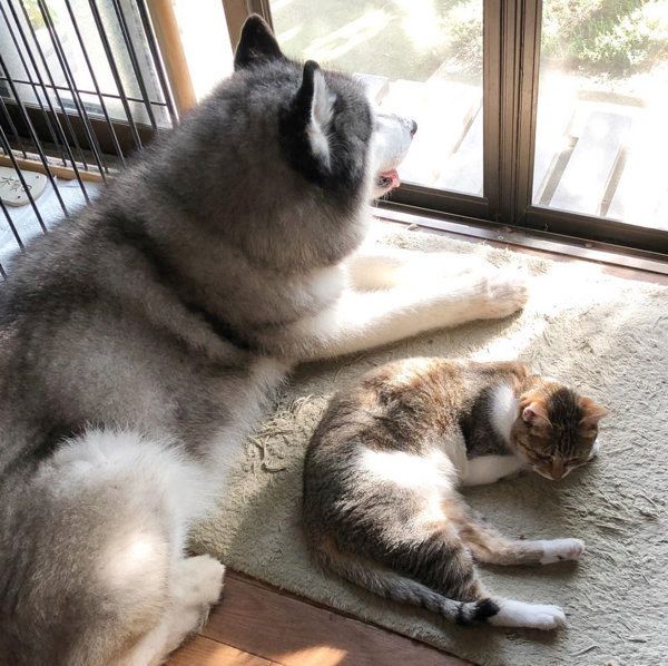 猫とハスキーの日常