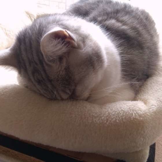 猫タワーの上でごめん寝(ミヌエット)