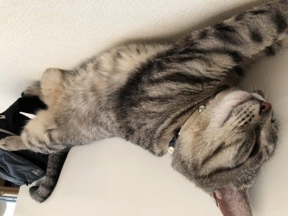 ヘソ天する猫