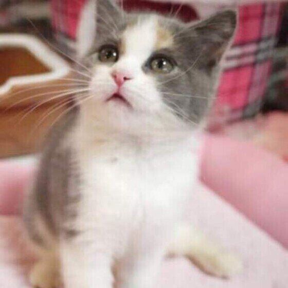ブリティッシュショートヘアのはるちゃん