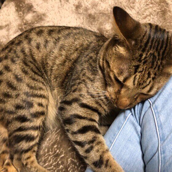 オシキャットのライくん