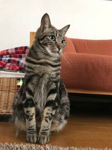 すまし顔
