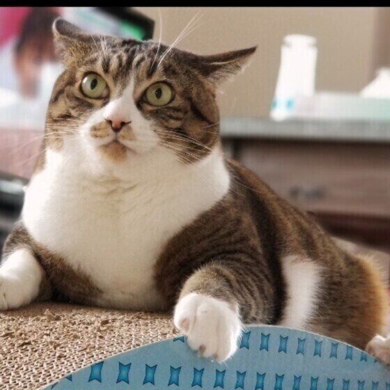 ダンボール爪とぎが大好きな猫(メス)