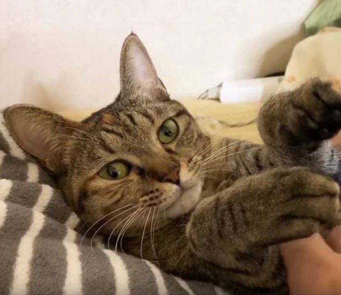 猫のリムちゃん