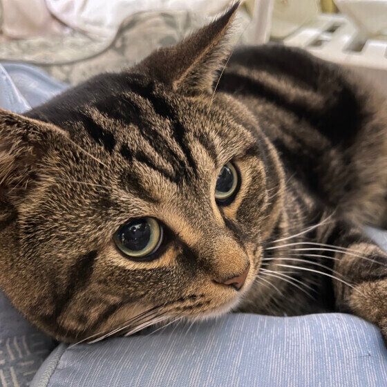 寄りかかって座るキジトラ猫