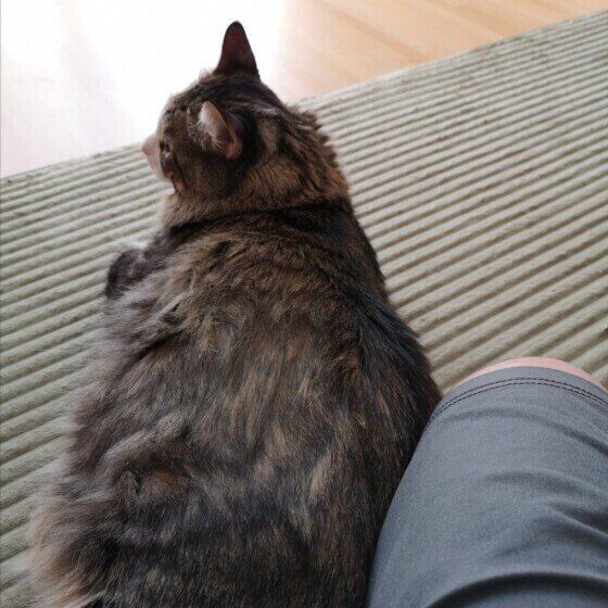 ひざに体をくっつけるメインクーン