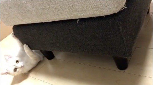 忍者ニャンコ