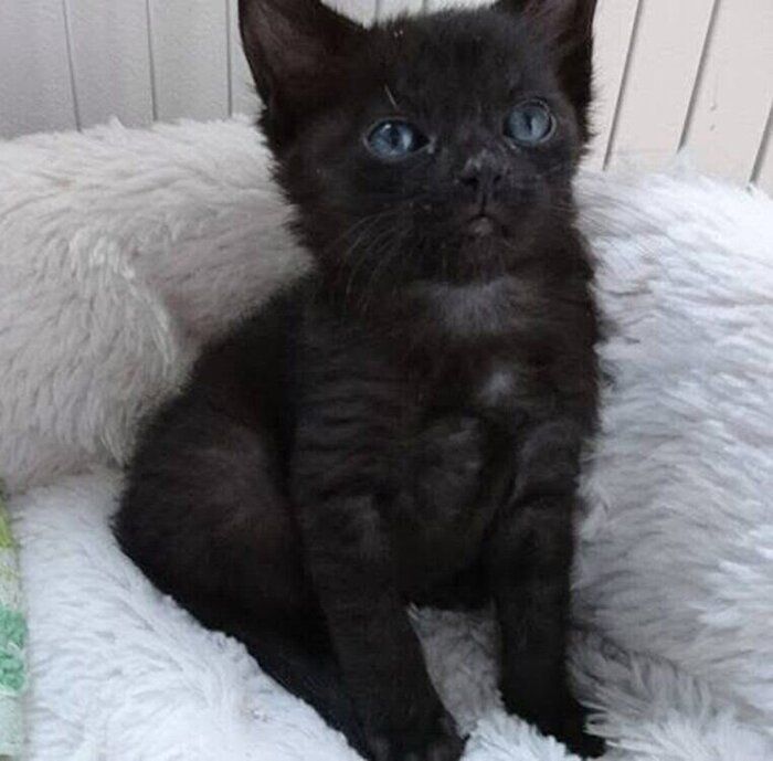 あどけない表情で見あげるあんずちゃん