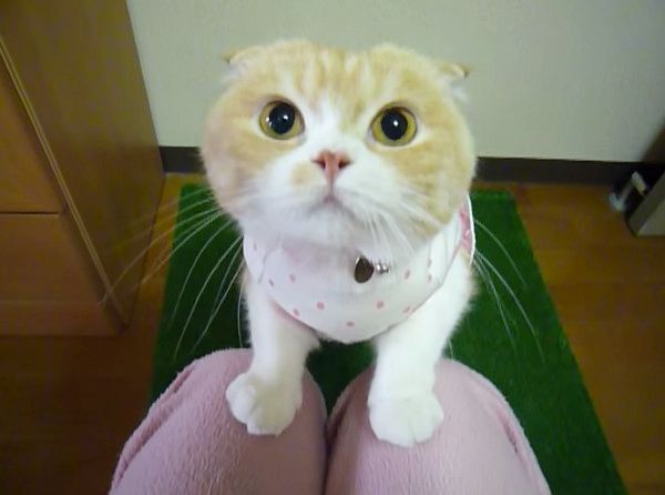 カメラに突撃する猫
