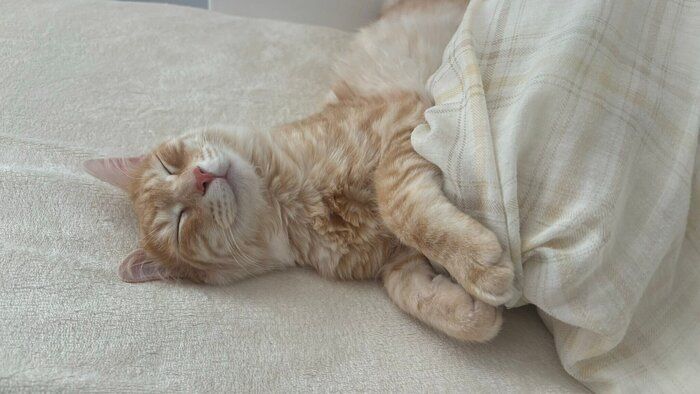 なんともいえないかわいい表情で眠るつなくん