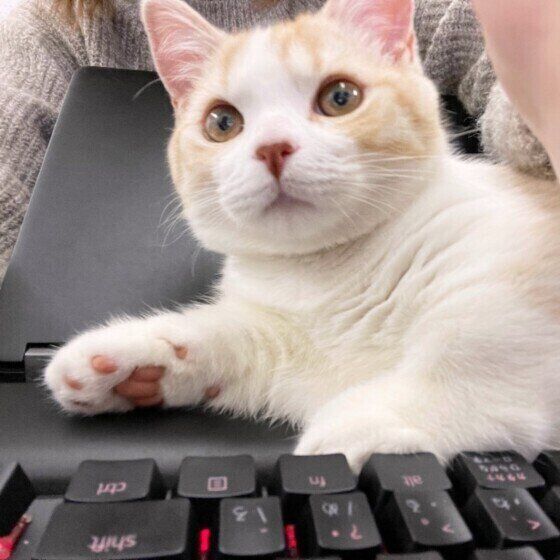 キーボードが好きなマンチカン