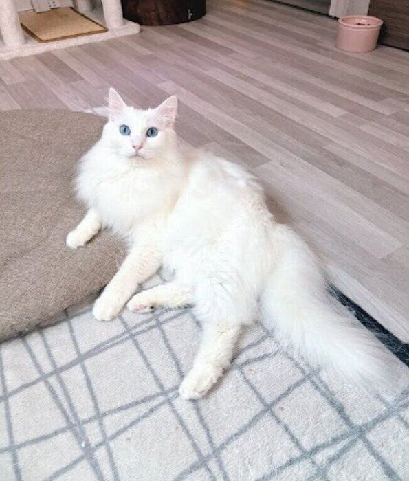 くつろいでいる猫