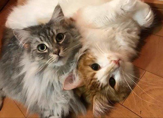 仲良く寝そべるメインクーン